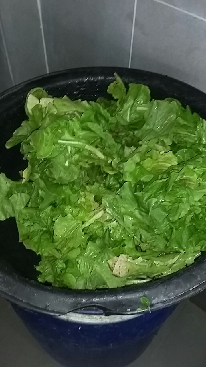 20160329_insalata