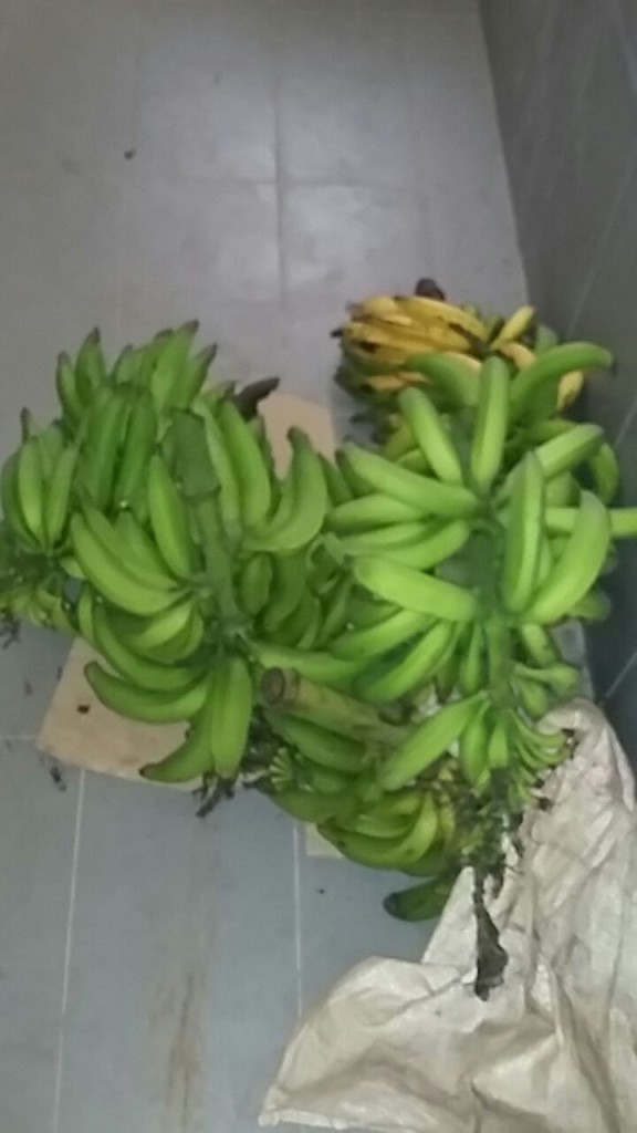 20160329_platano